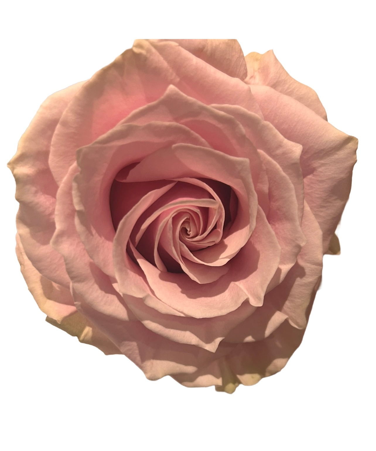 Redoute Rosa Damascus Vintage Botanical Coloured FolioPrint - Pink Roses