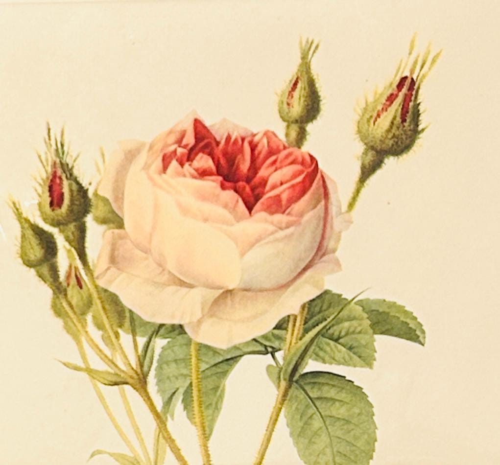 Redoute Vintage Pink Roses Print Size A3