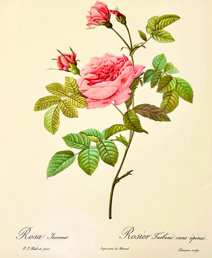 Redoute Rosa Inermus Vintage Botanical Coloured Folio Print -   Pink Roses