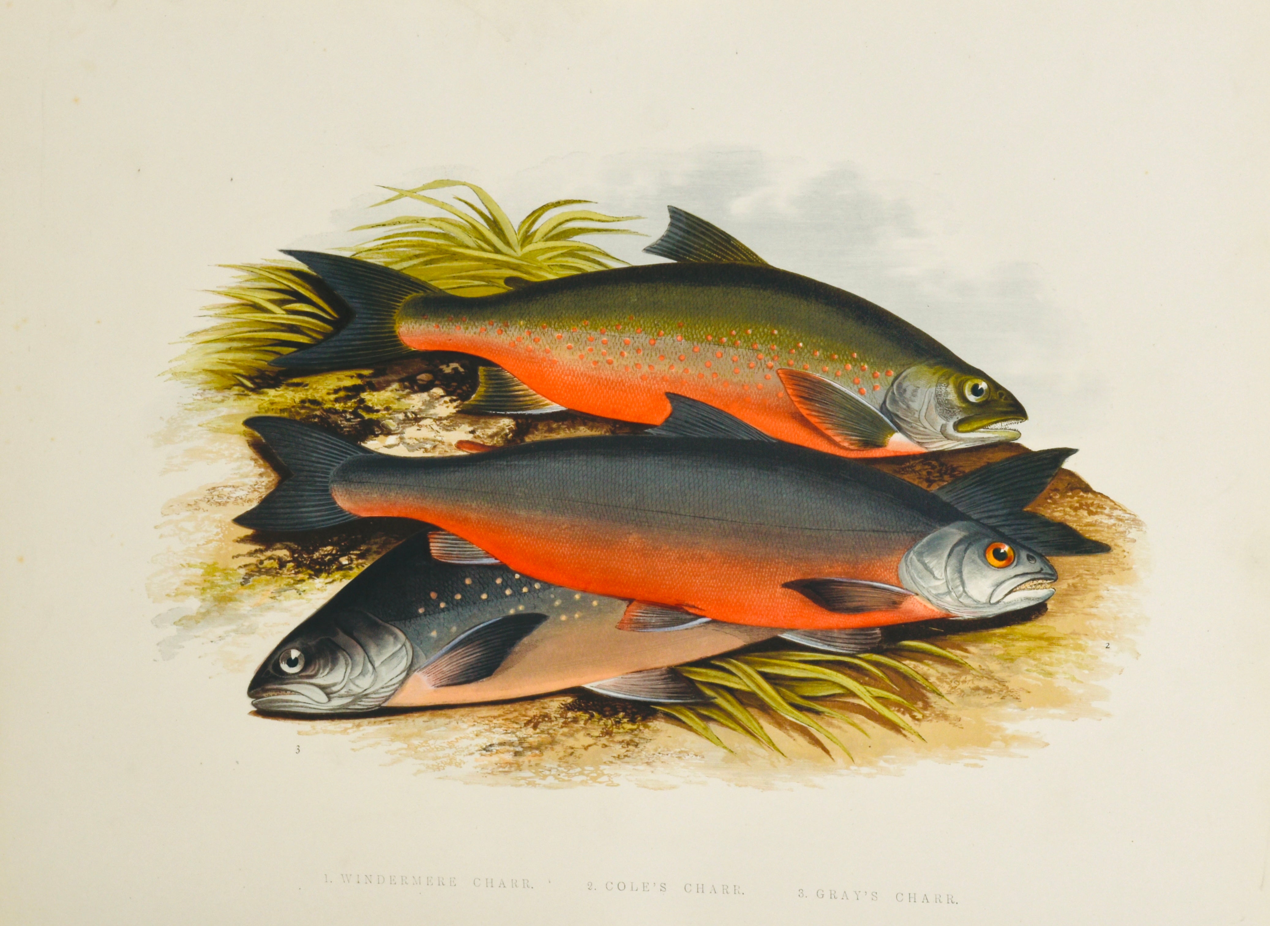 1879 Hand‑Coloured Fish Print – Rev. W. Houghton British Freshwater Fi ...