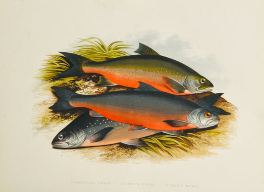 Original 1879 Hand-Coloured Plate – British Freshwater Fish by Rev. W. Houghton - Windermere /Coles/Grays Char Fish Print