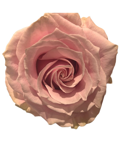 Redoute Rosa Damascus Vintage Botanical Coloured FolioPrint -   Pink Roses