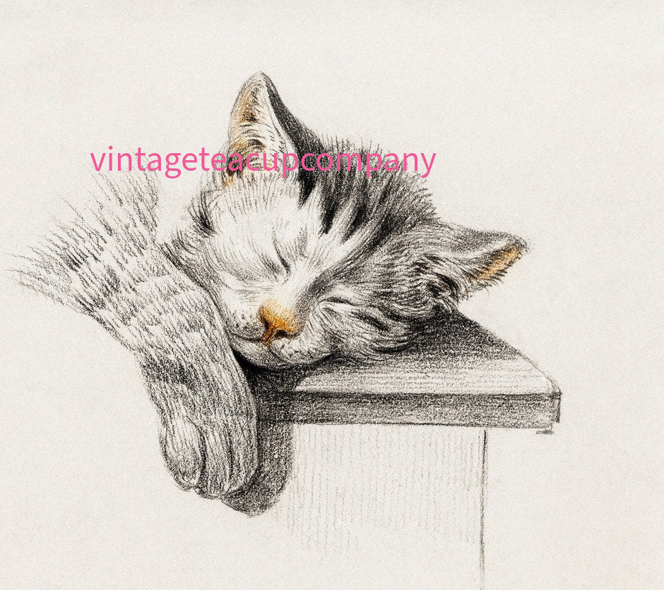 Bernard 1775 cat print, Dutch artist illustration, antique cat art, sleeping tabby print, cuddly cat illustration, 18th century animal art, vintage feline wall decor, natural history style print, collectible cat artwork, archival animal illustration, tabby cat decor, gift for cat lovers