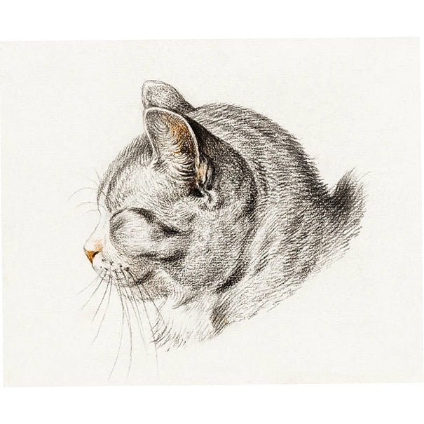 Sleeping Tabby Cat Print - Dutch Artist Barnard (1775)