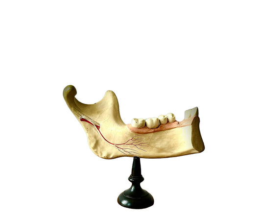 Anatomisches medizinisches Lehrmodell Zähne Kieferknochen
