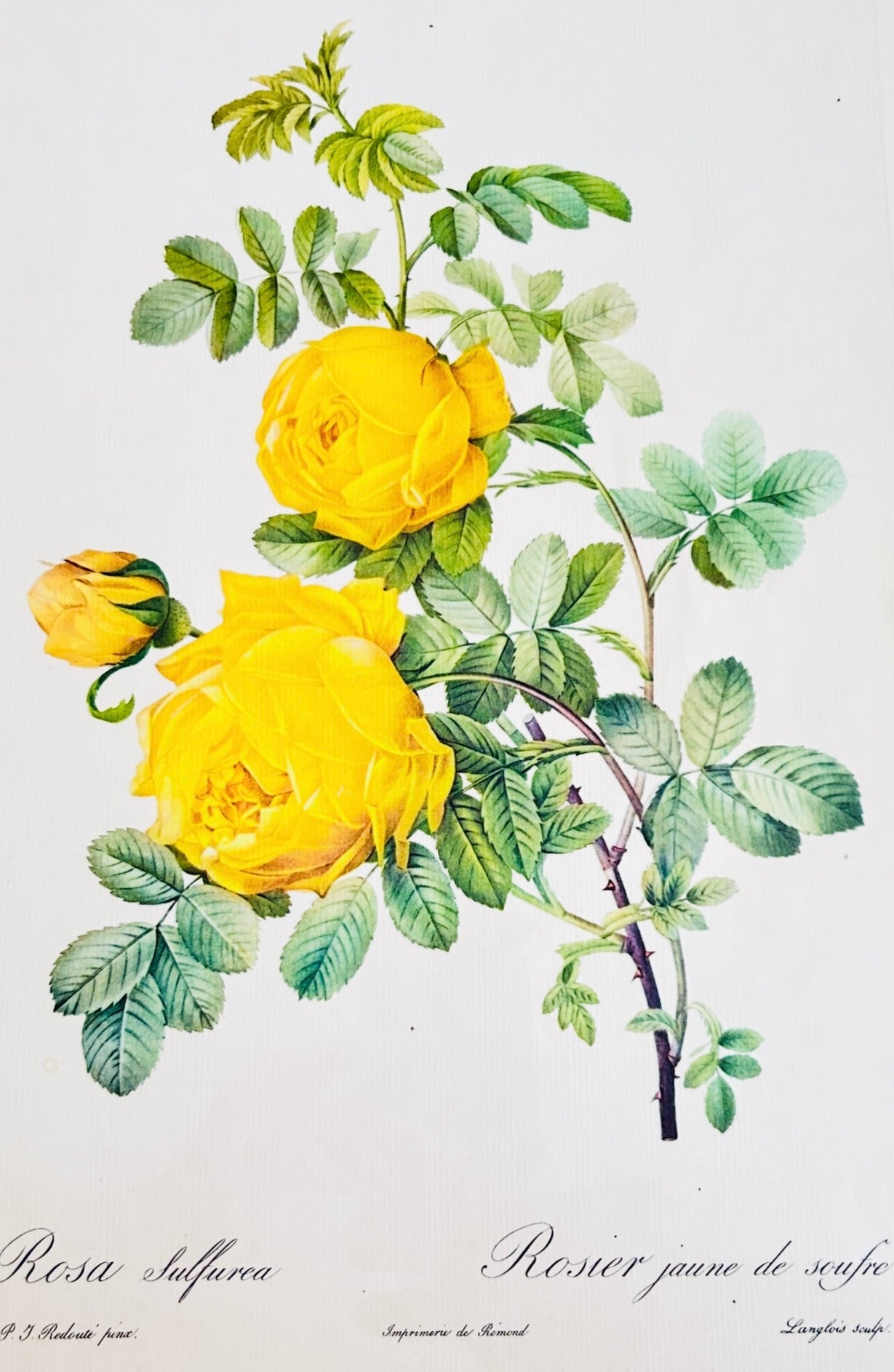 Redoute Rosa Sulfurea Vintage Botanical Coloured Folio Print - Yellow Roses