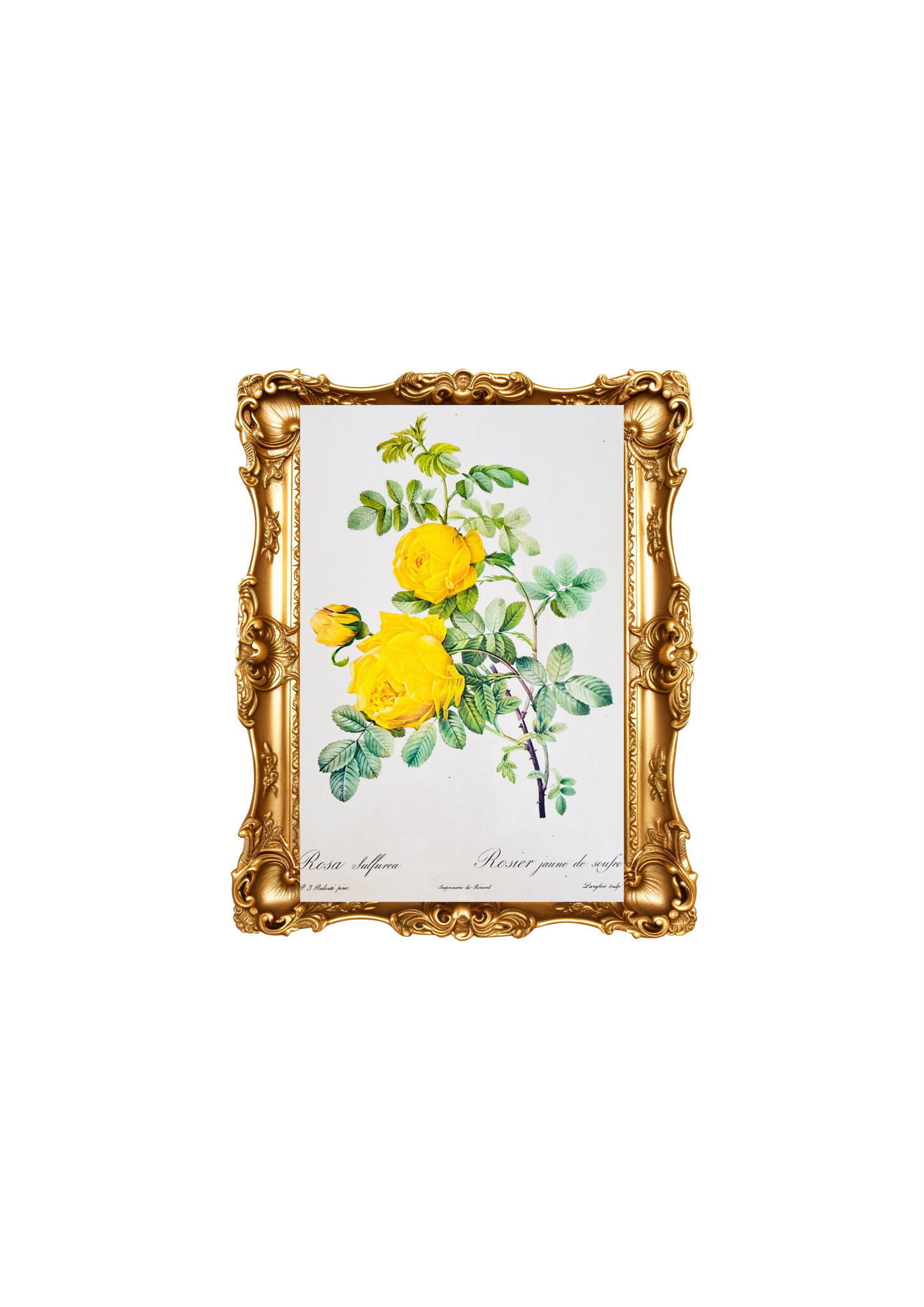 Redoute Rosa Sulfurea Vintage Botanical Coloured Folio Print - Yellow Roses