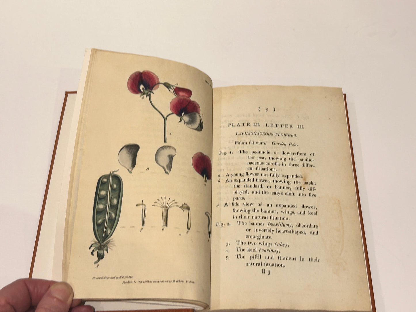 Rare Antique Book Dated 1799 Linnaeus's Systems of Vegetables with Explanations by Thomas Martin London hand tinted plates