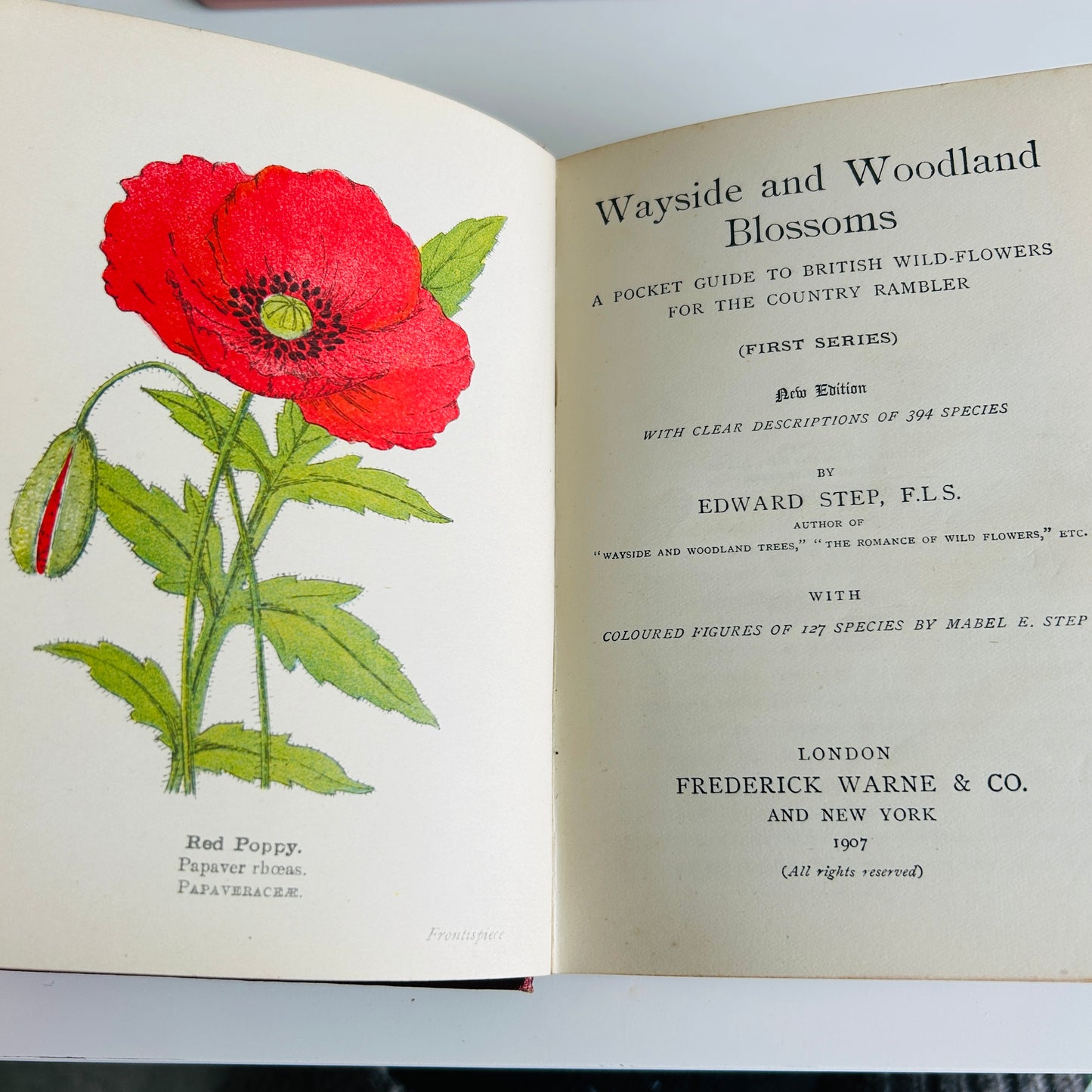 Wayside and Woodland Blossoms a Pocket Guide to British Wild Flowers by Edward Step FLS 1907