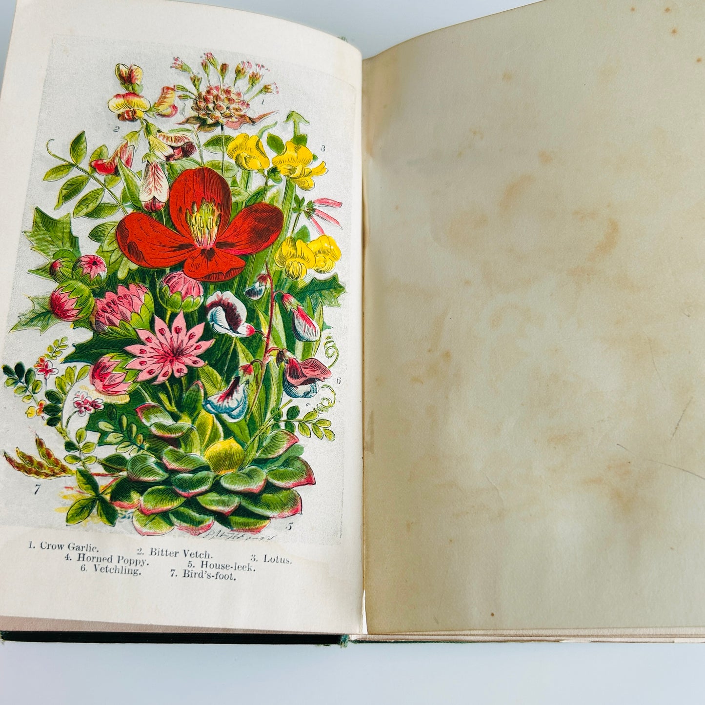 English Wild Flowers F T Burgess Hardback Coloured Plates & Illustrations J T Burgess 1868