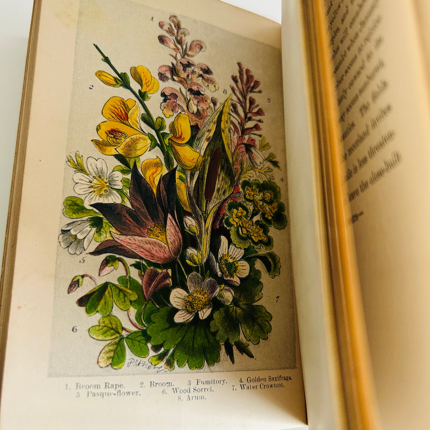 English Wild Flowers F T Burgess Hardback Coloured Plates & Illustrations J T Burgess 1868