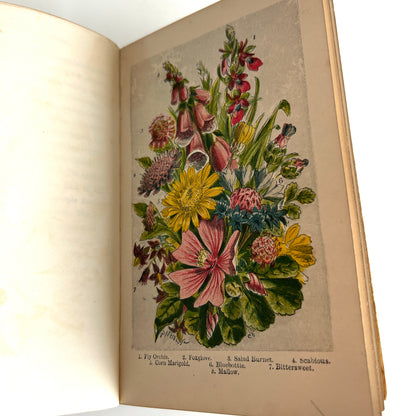 English Wild Flowers F T Burgess Hardback Coloured Plates & Illustrations J T Burgess 1868