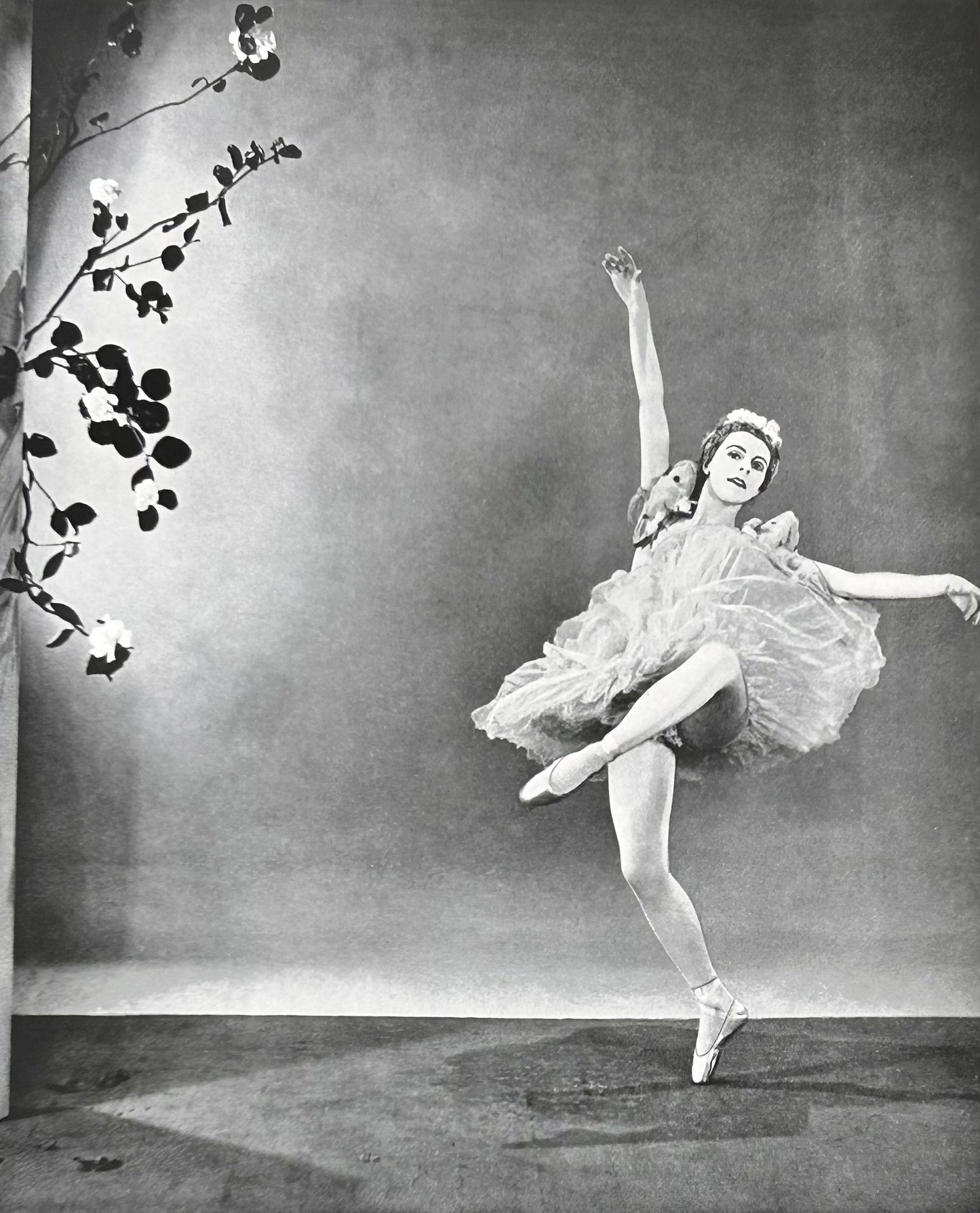 Ballet Photographic Print - Jill Gregory The Camelia Fairy