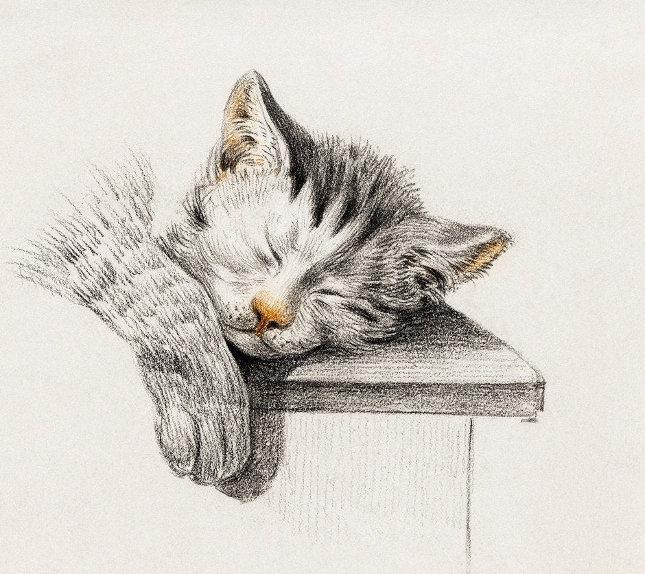 Sleeping Tabby Cat with large draped paw wall art print from an original drawing by Dutch Artist Jean Barnard 19th century.