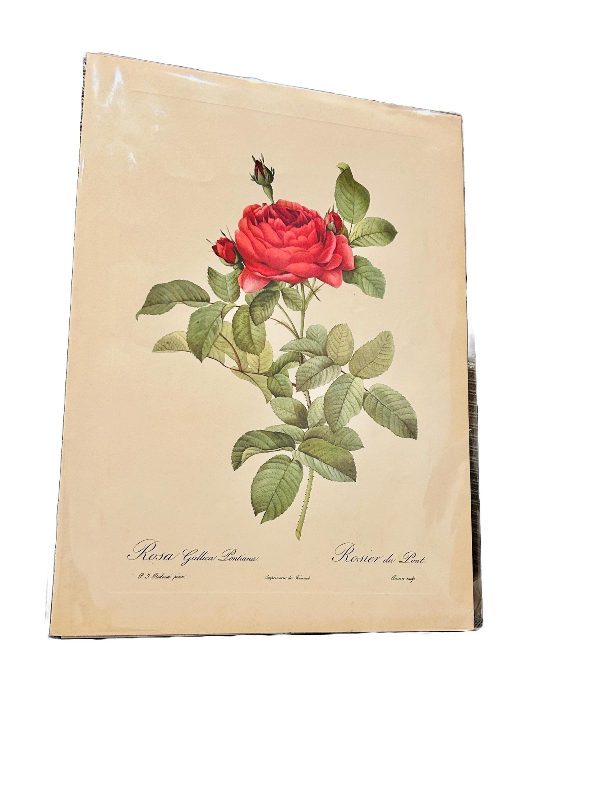 Rosa Gallica Reroute Vintage Pink Roses Print Size A3