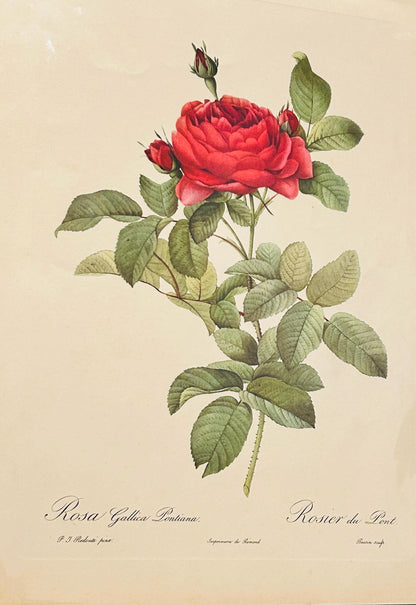 Redoute Roses Rosa Gallica Pontiana