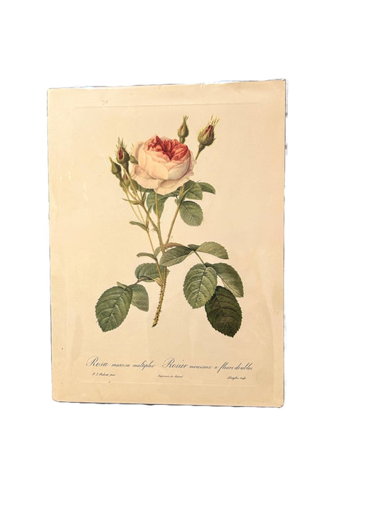 Redoute Vintage Pink Roses Print Size A3