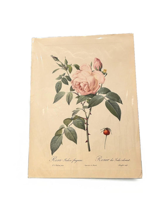 Redoute Rosa Indicaz Fragrans Vintage Pink Roses Print Size A3 engraved by Langlois, from 'Les Roses'.