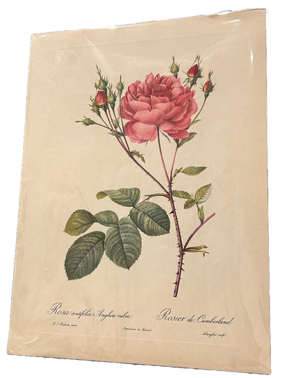 Redoute Rosa Indicaz Fragrans Vintage Pink Roses Print Size A3 engraved by Langlois, from 'Les Roses'.