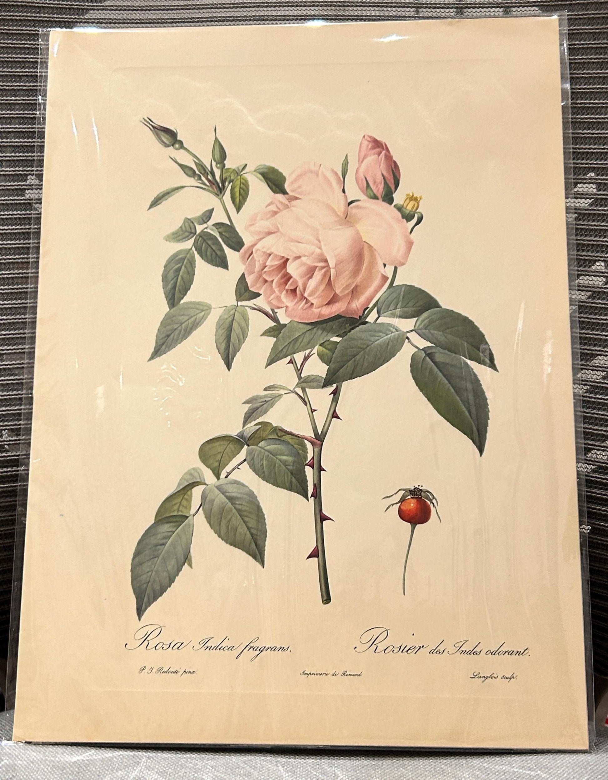 Redoute Rosa Indicaz Fragrans Vintage Pink Roses Print Size A3 engraved by Langlois, from 'Les Roses'.