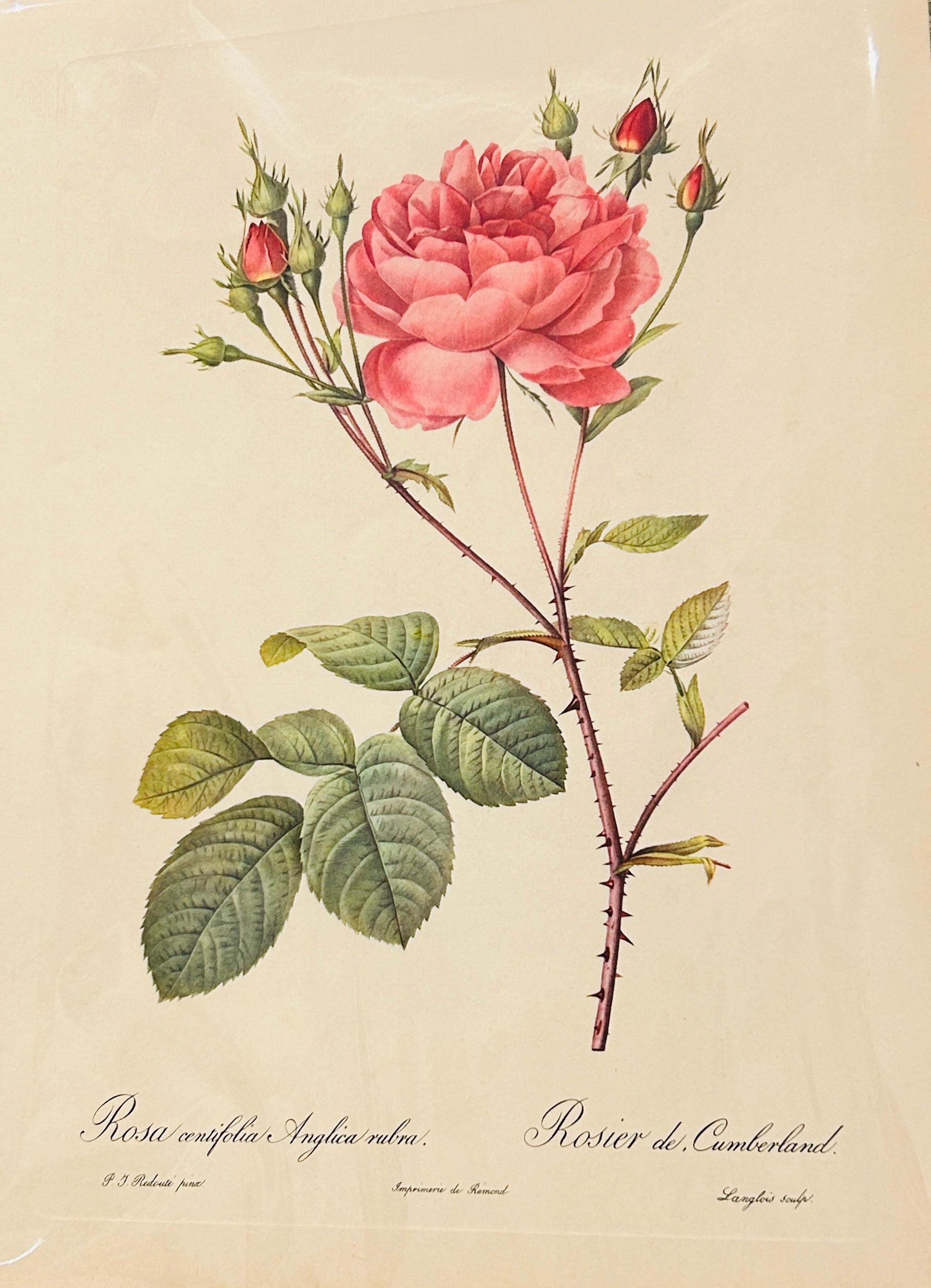 Redoute Rosa Indicaz Fragrans Vintage Pink Roses Print Size A3 engraved by Langlois, from 'Les Roses'.